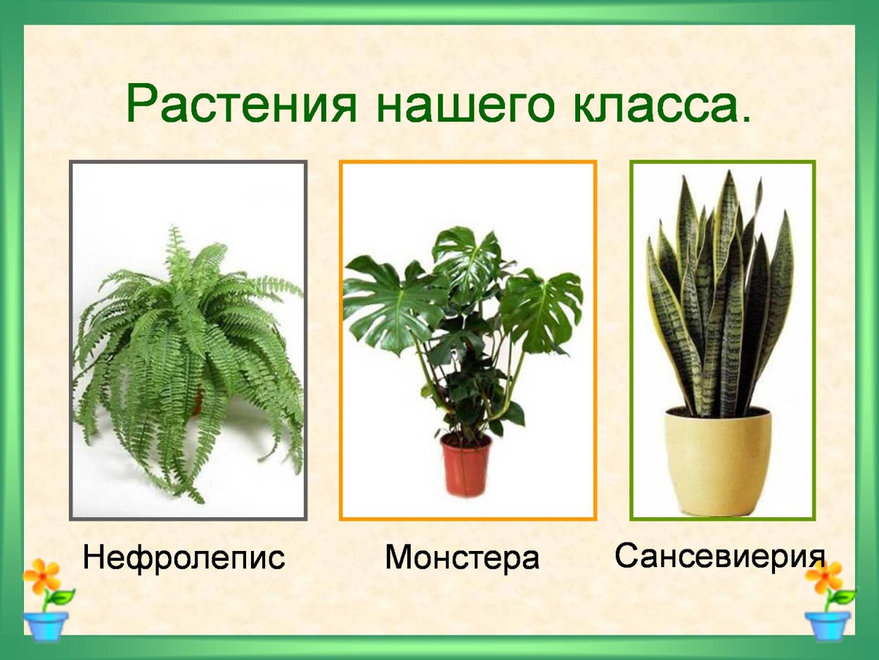 Сансевиерия, монстера