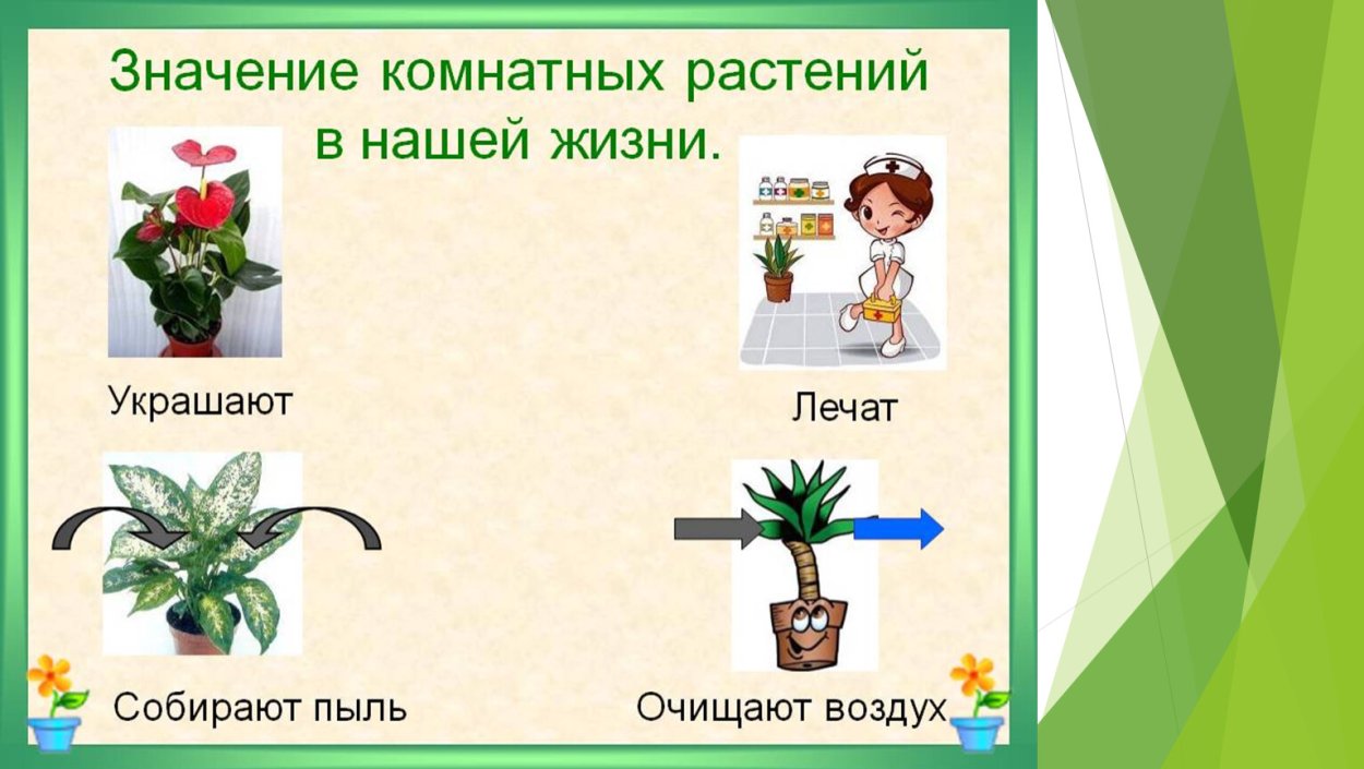 Комнатные растения в нашей жизни