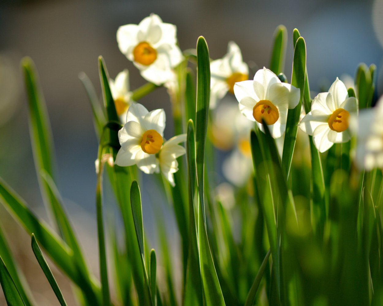 Нарцисс Sunny Spring