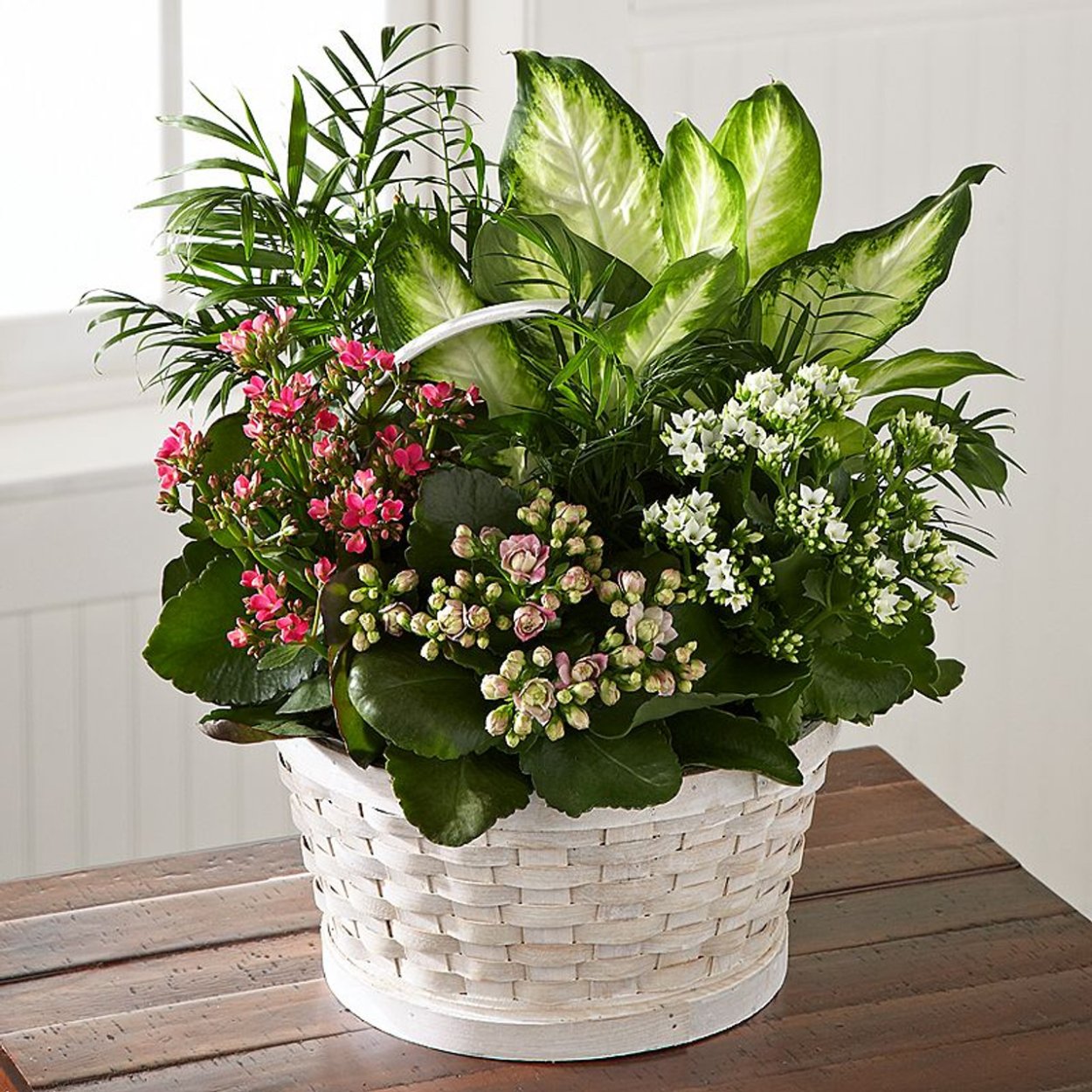 Sympathy Plant Arrangements