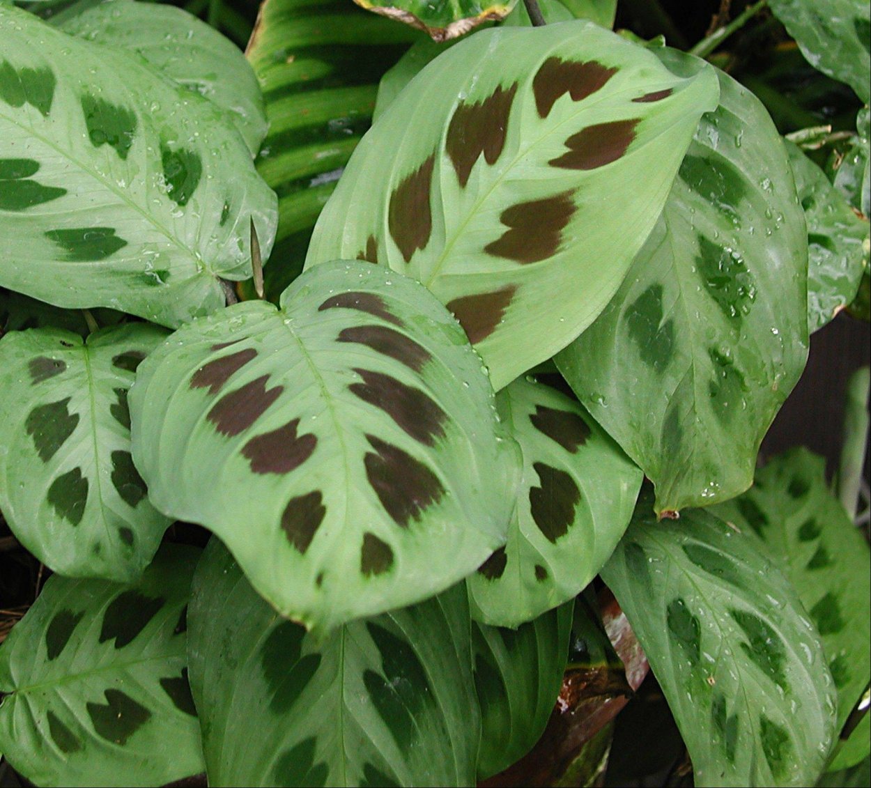 Маранта leuconeura kerchoveana