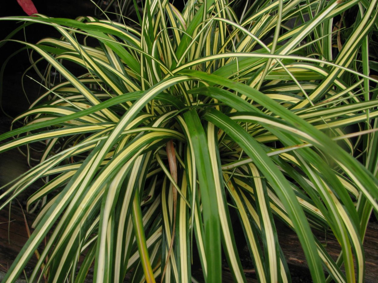 Carex morrowii variegata