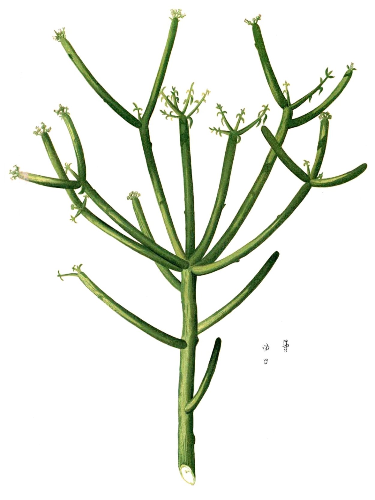 Молочай тирукалли (Euphorbia tirucalli)