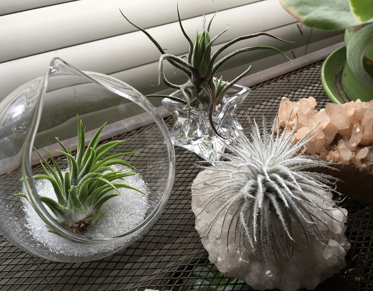 Tillandsia ionantha Peach