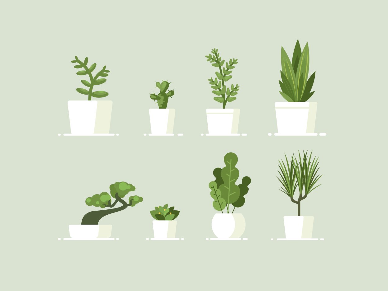 House Plant illustration