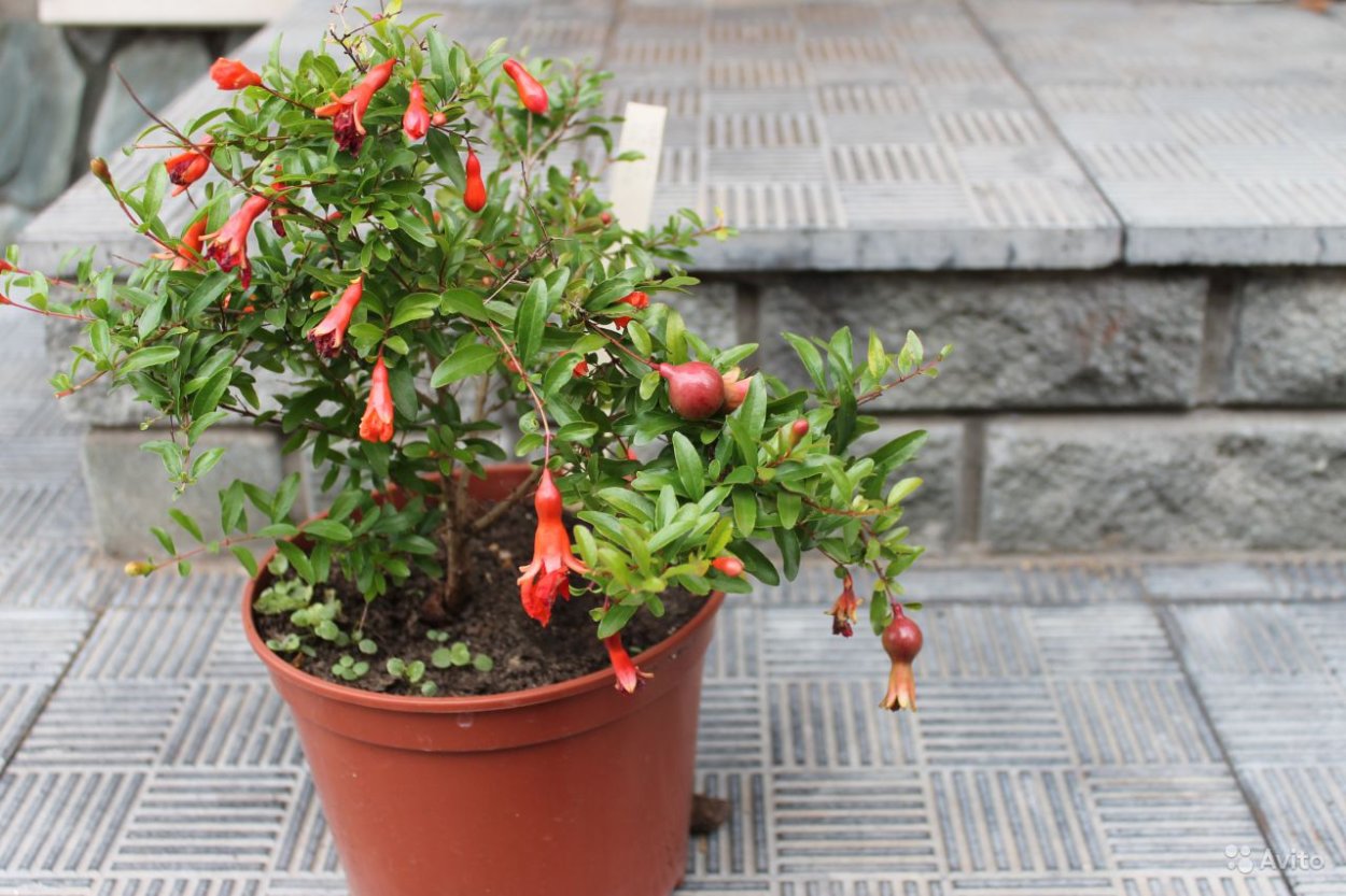 Гранат комнатный Punica granatum