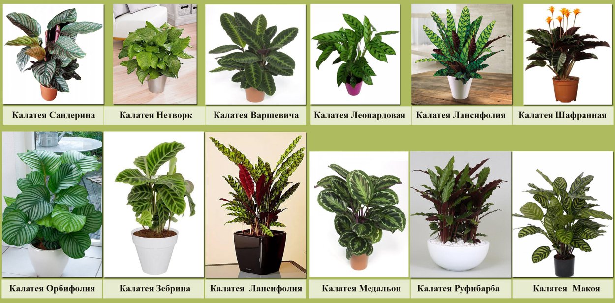 Комнатные цветы с названиями