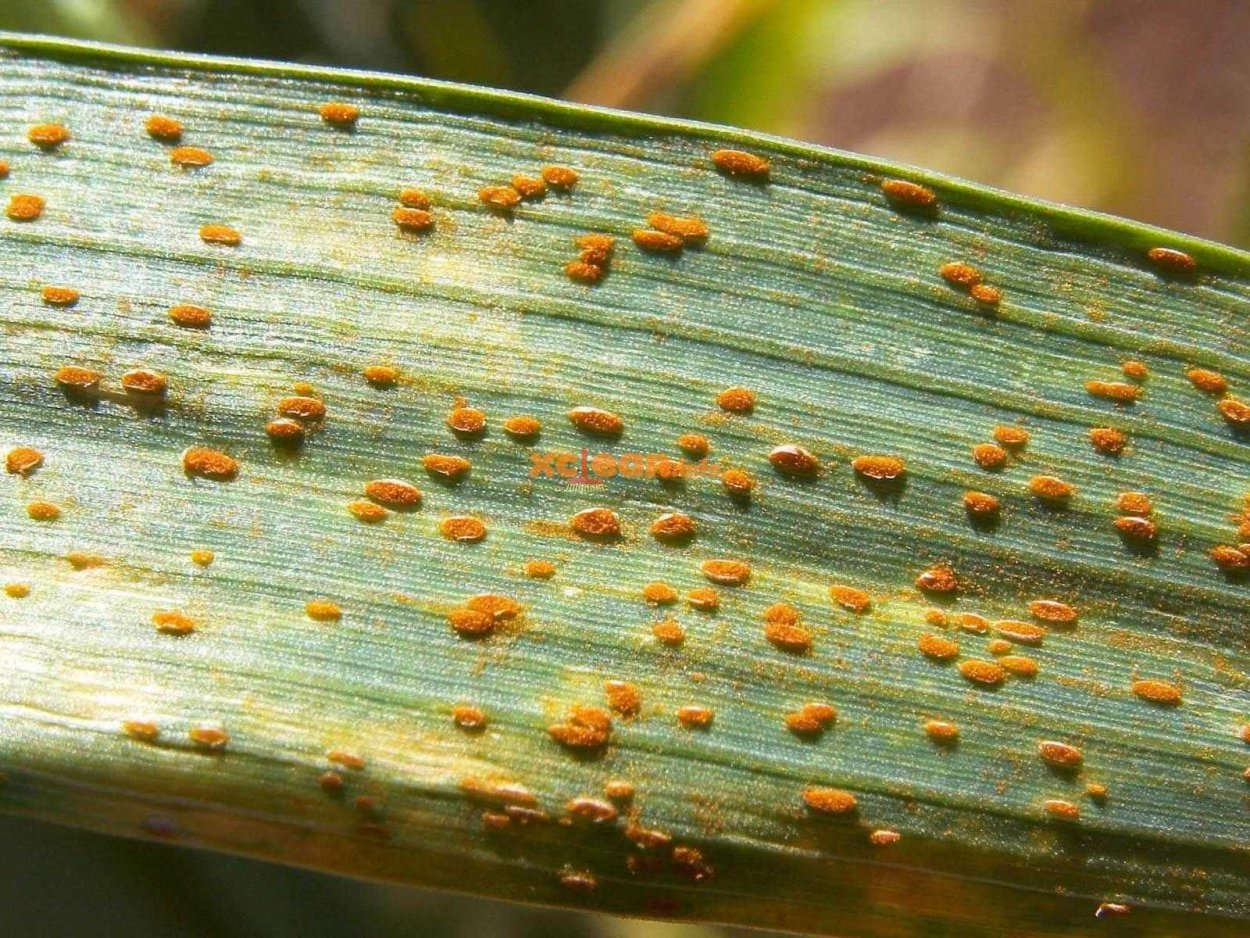 Бурая ржавчина (Puccinia triticina)