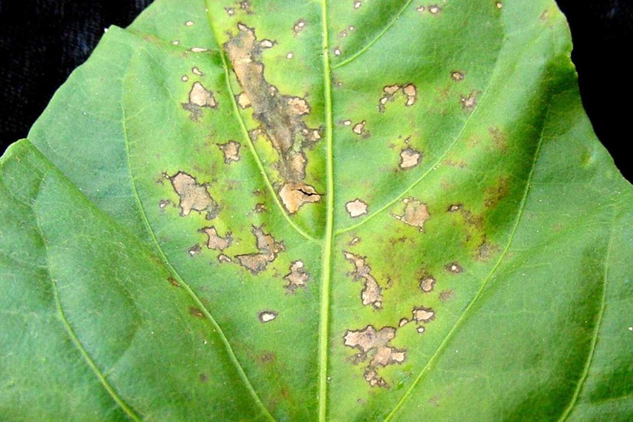 Pseudomonas syringae-пятнистость.
