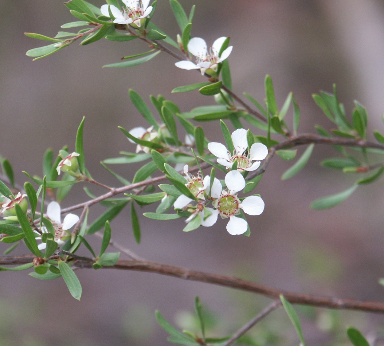 Leptospermum liversidgei