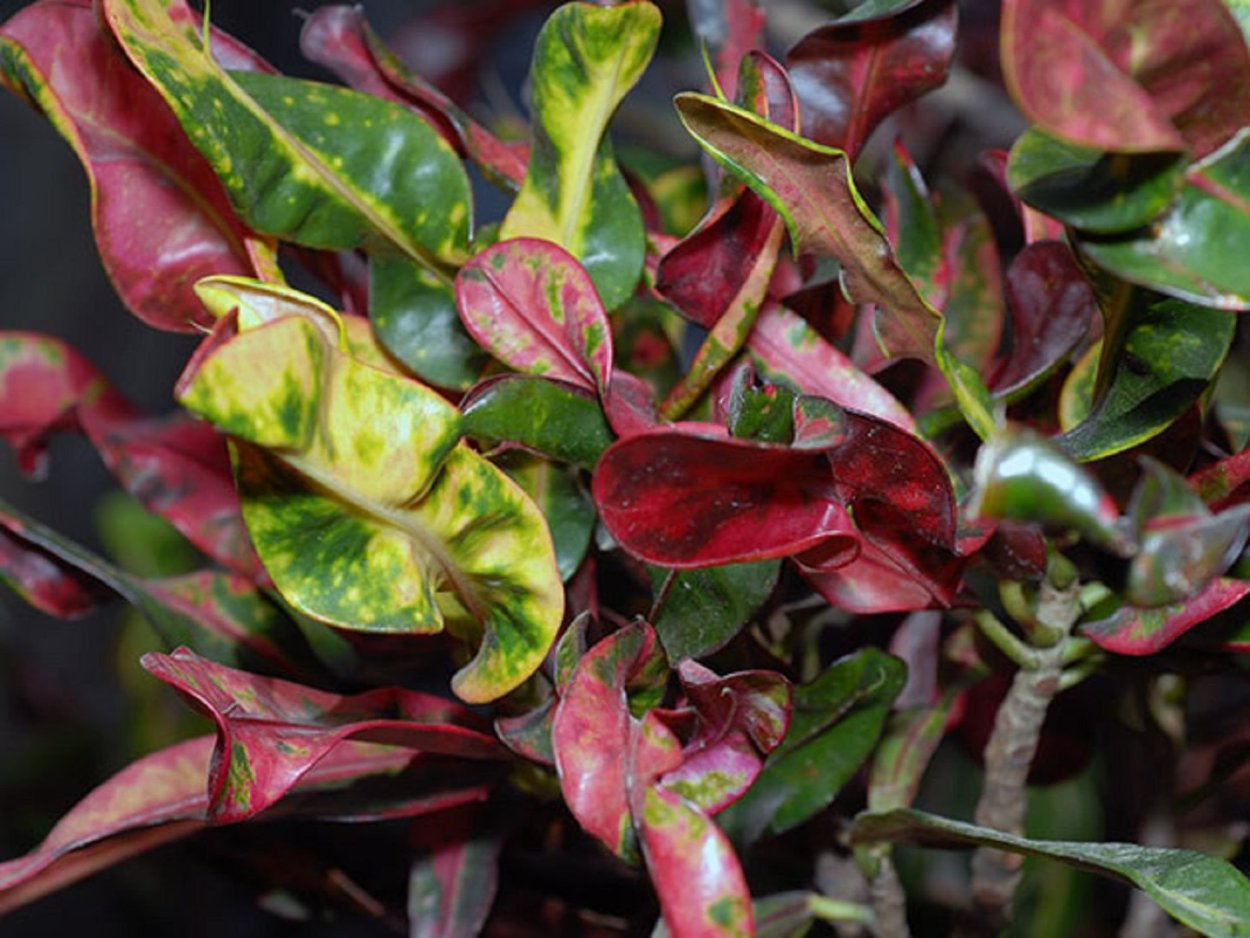 Codiaeum Boosarin