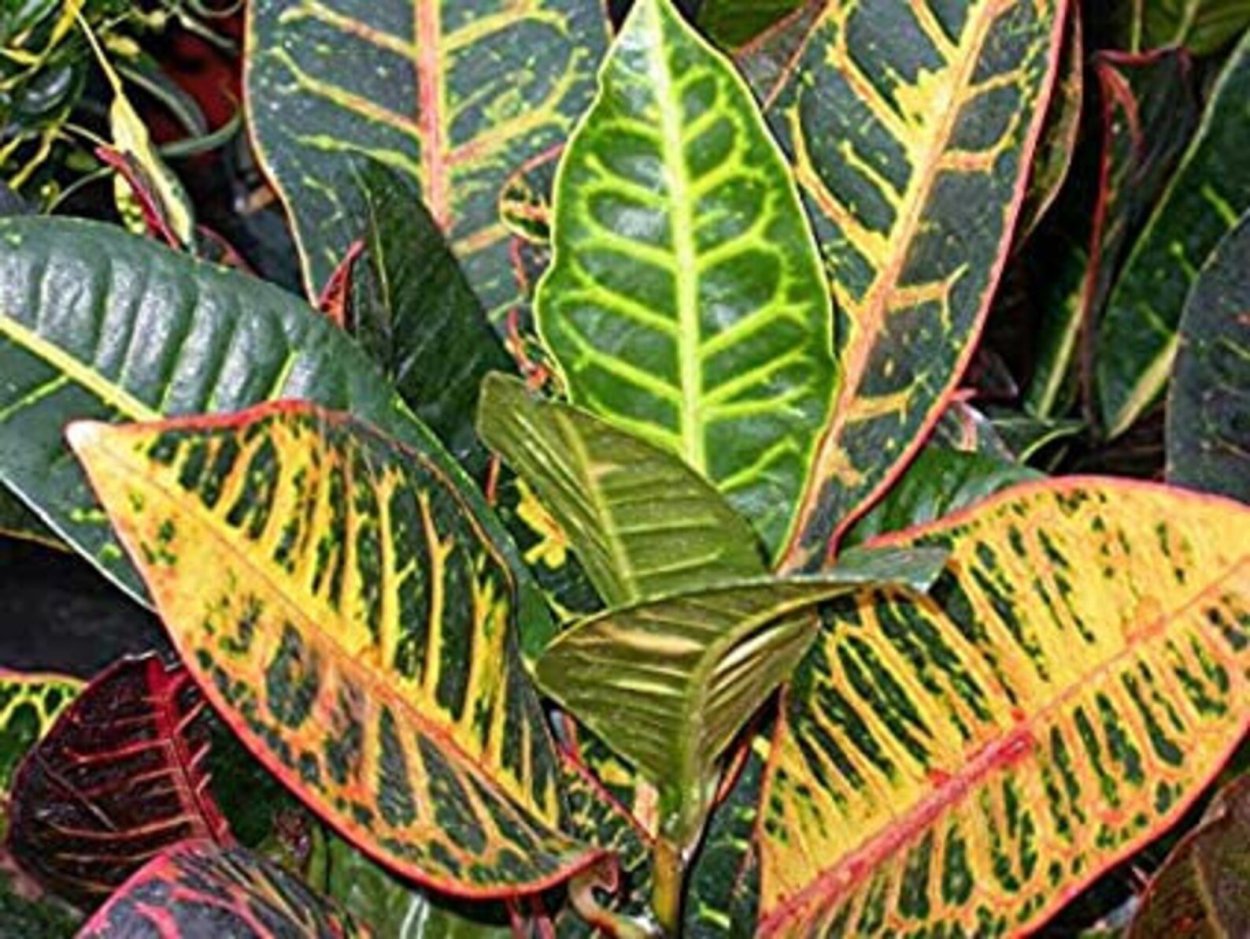 Codiaeum variegatum "pictum spot"
