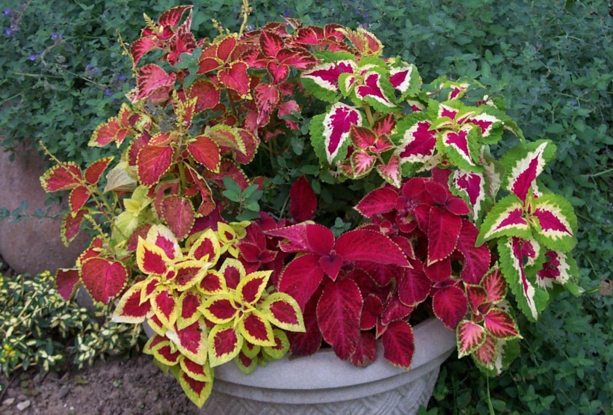 Колеус Red Croton II
