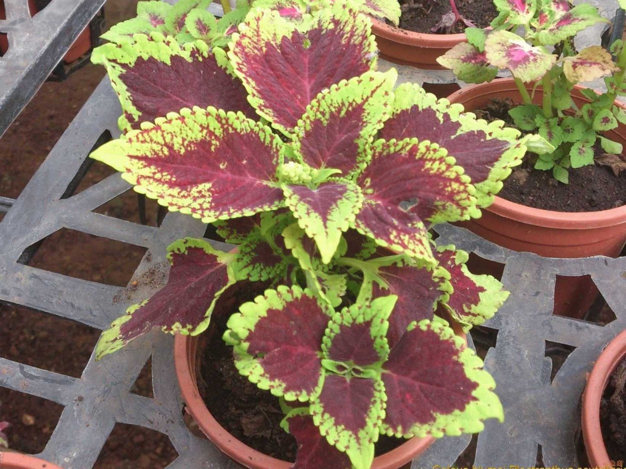 Колеус Блюме (Plectranthus scutellarioides)