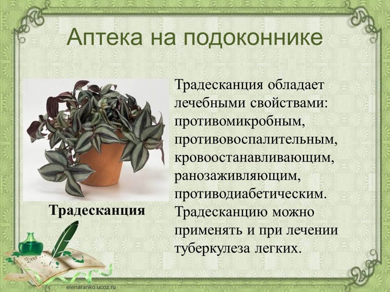Лекарственные комнатные растения