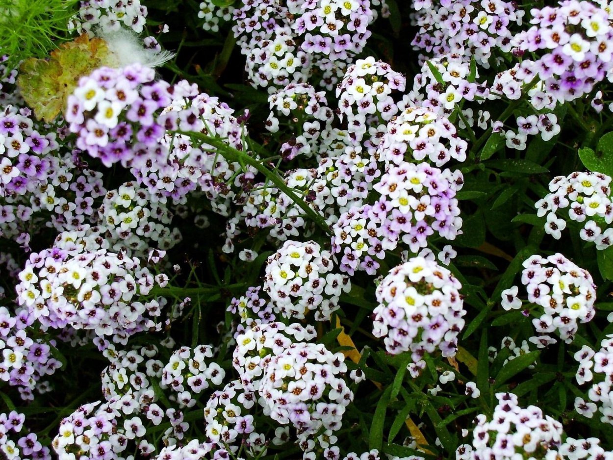 Цветок с мелкими цветочками беленькими