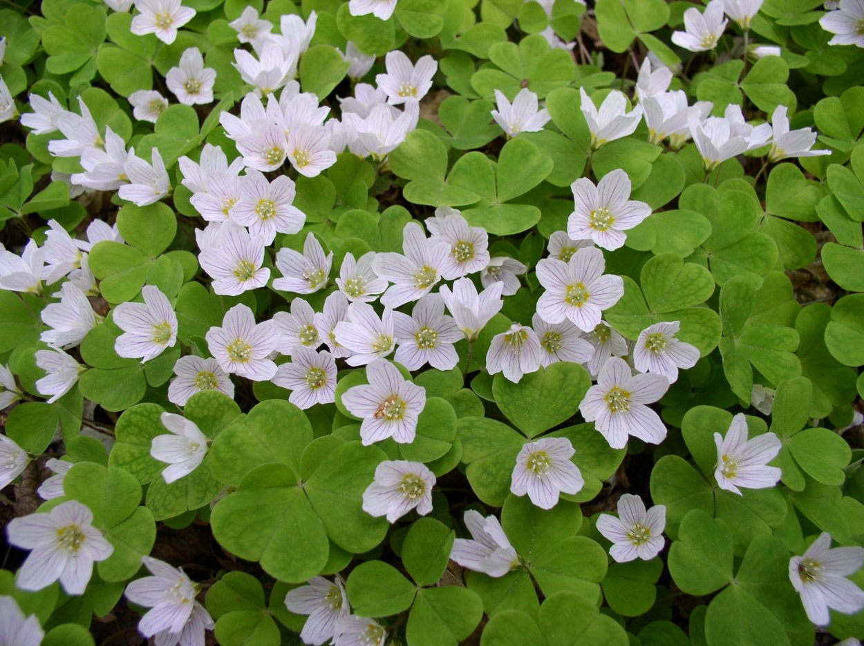 Кислица Oxalis acetosella