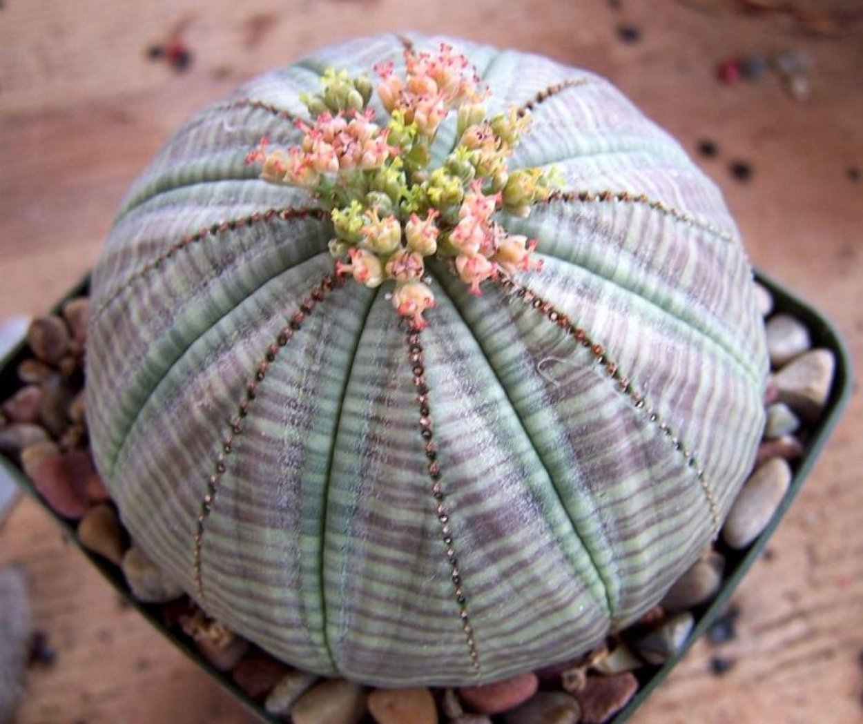 Молочай тучный (Euphorbia obesa)