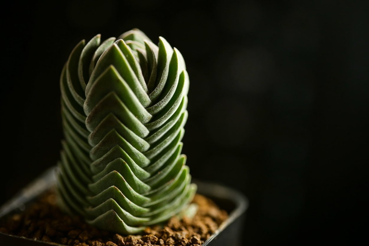 Crassula храм Будды