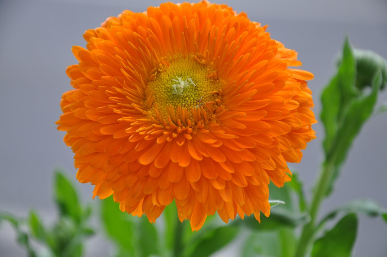 Цветки ноготков - Flores Calendulae ноготки