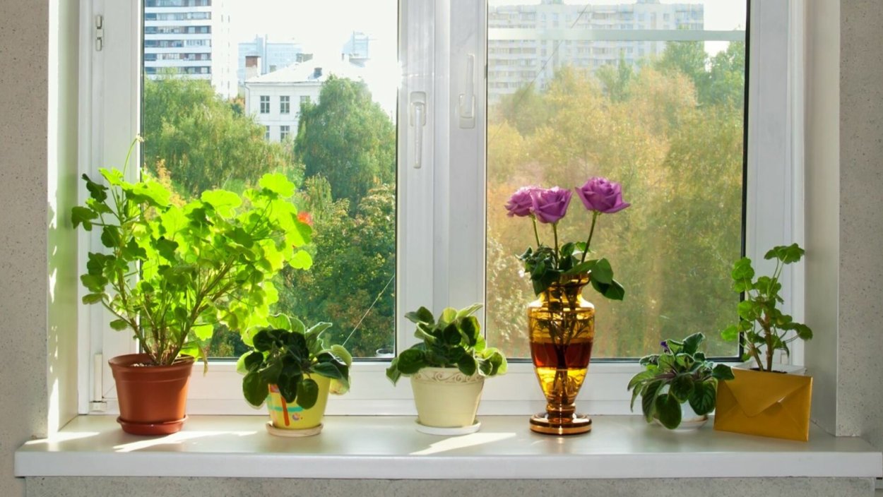 Комнатные цветы на Южное окно