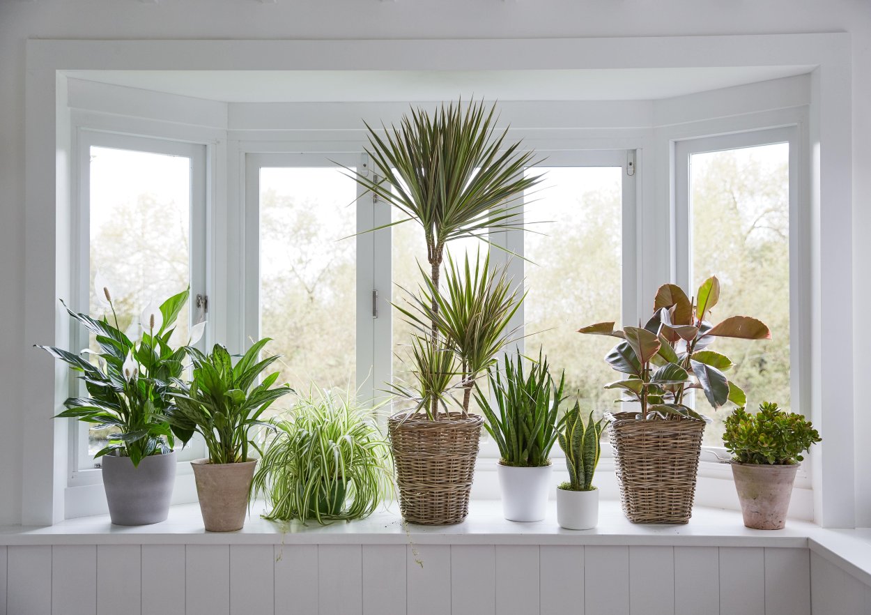 Houseplants цветок