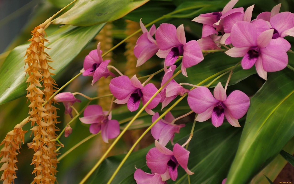 Dendrobium Orchid