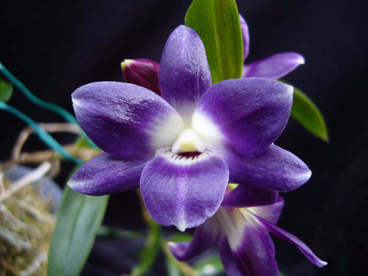 Дендробиум victoriae Reginae