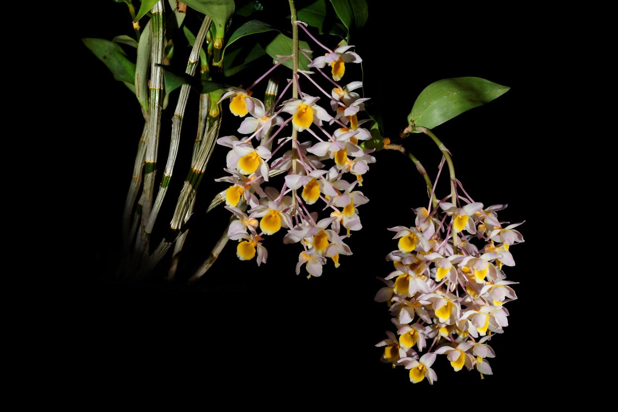 Орхидея Dendrobium farmeri