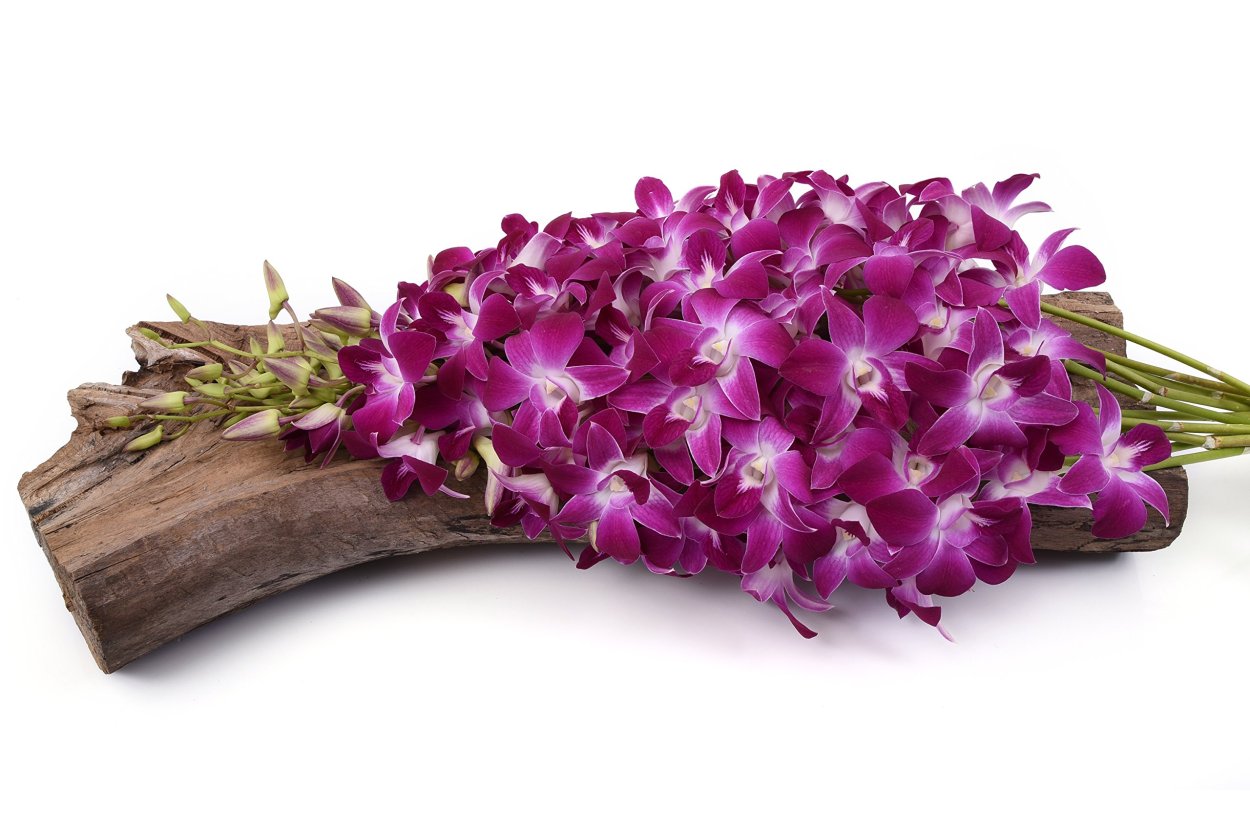 Орхидея Dendrobium Sonia