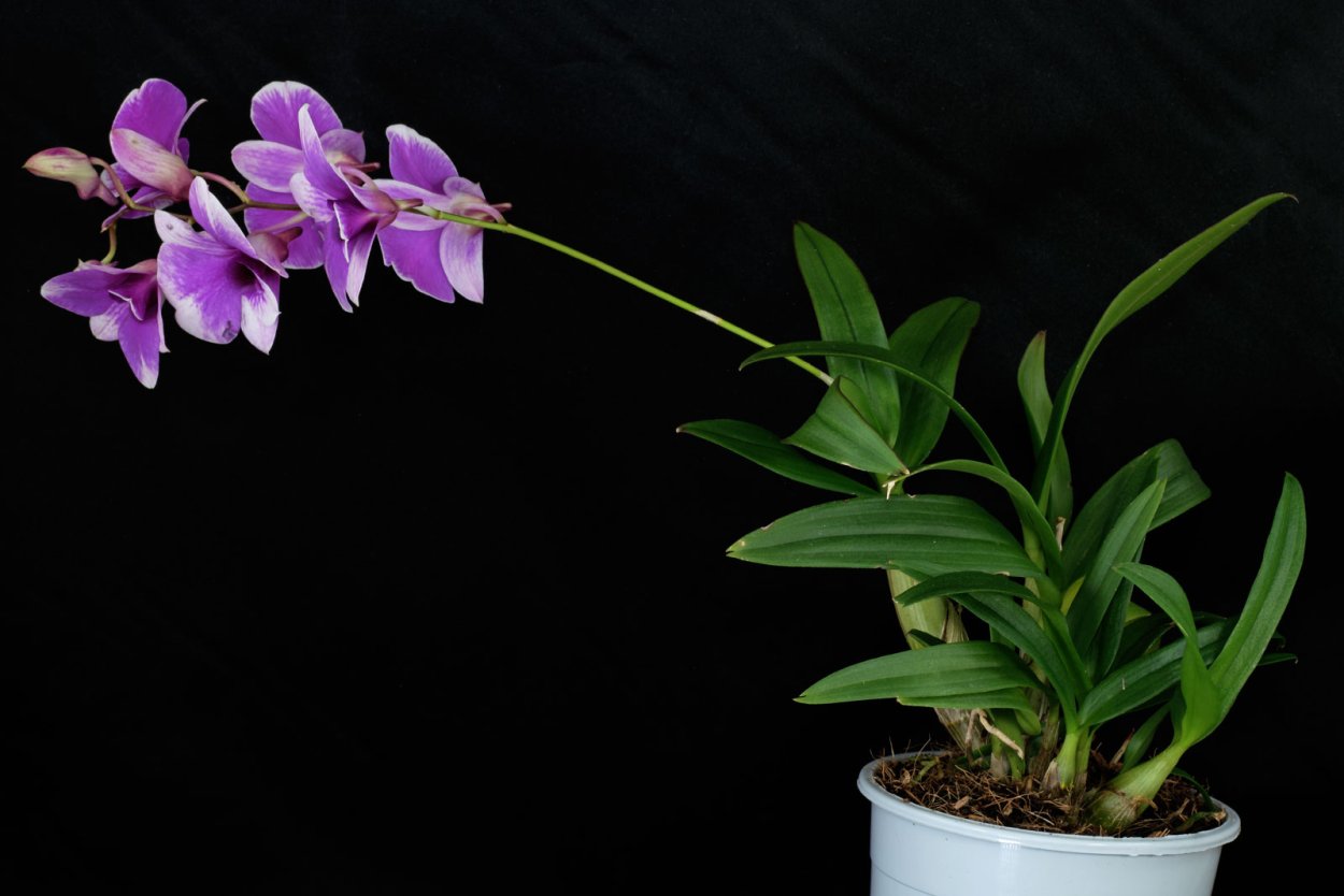 Орхидея Дендробиум (Dendrobium)