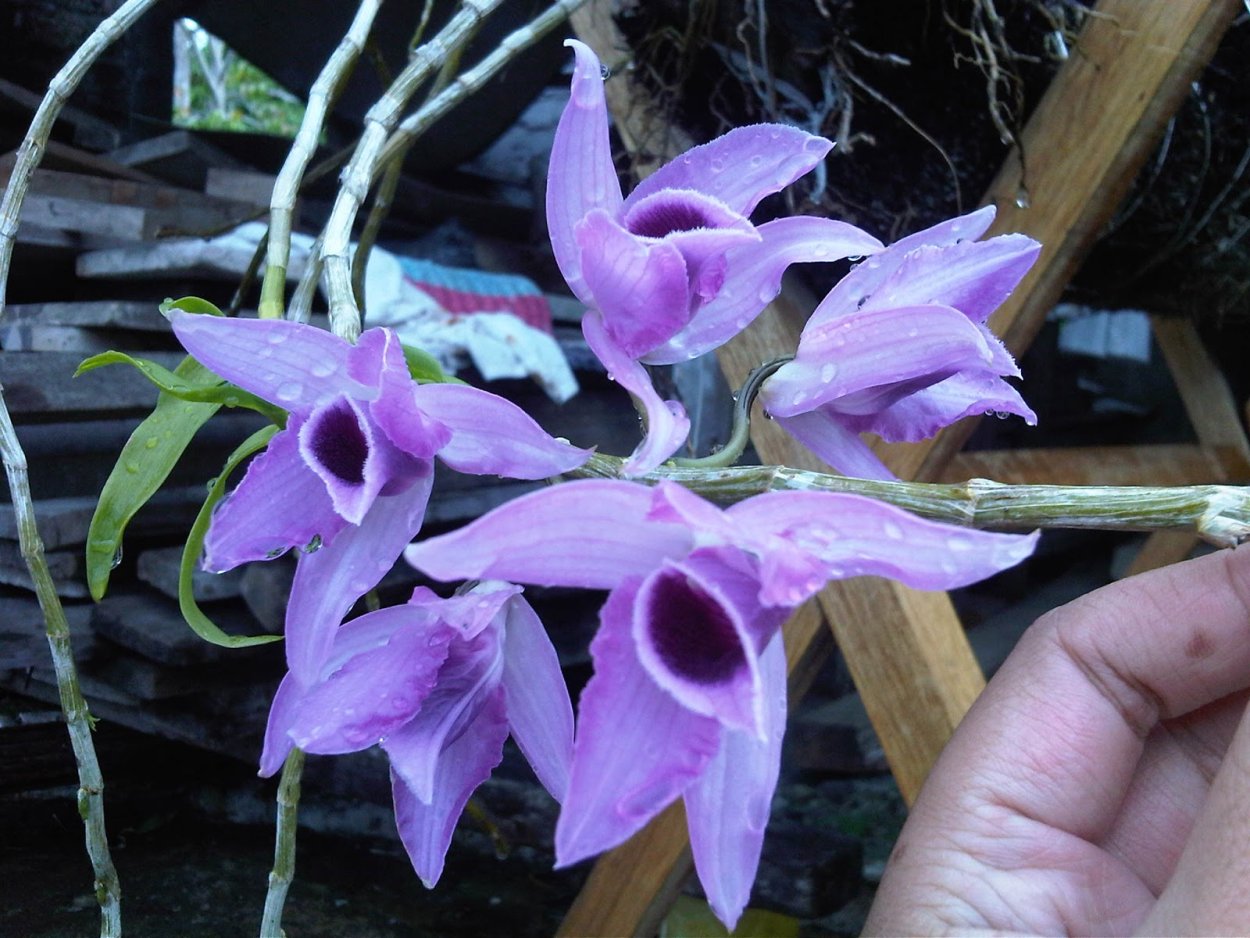 Dendrobium Green Surprise
