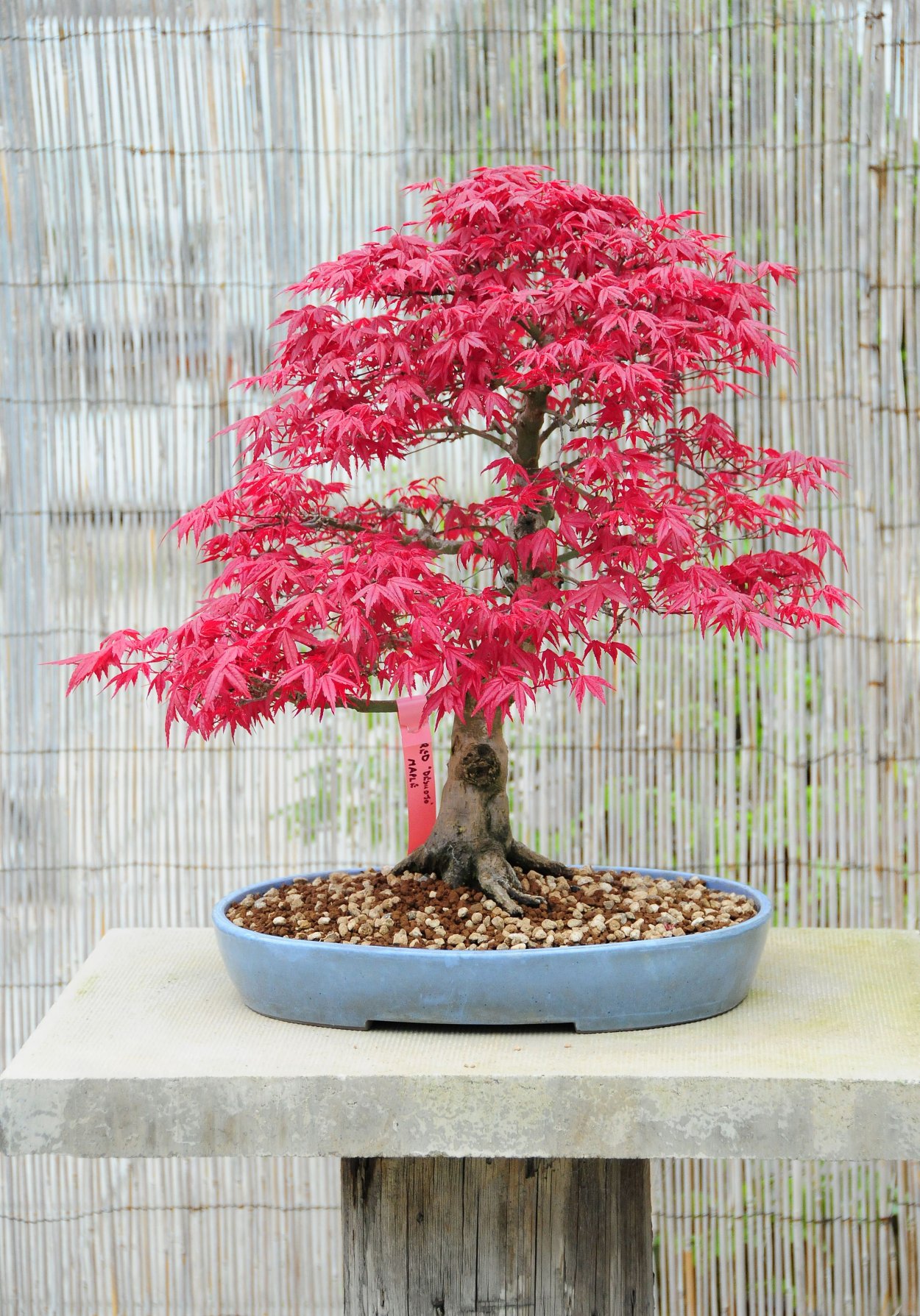 Acer palmatum Atropurpureum бонсай