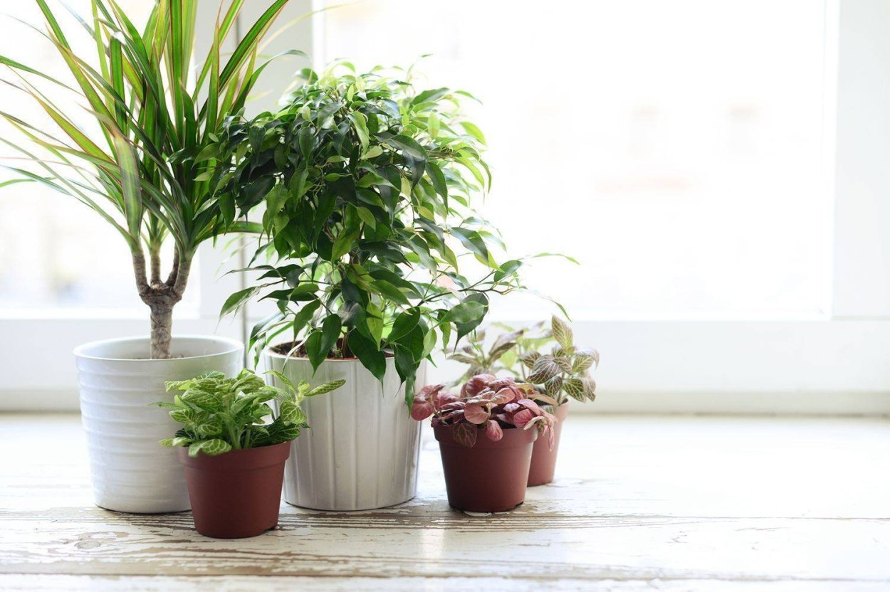 Самые лучшие комнатные растения для дома