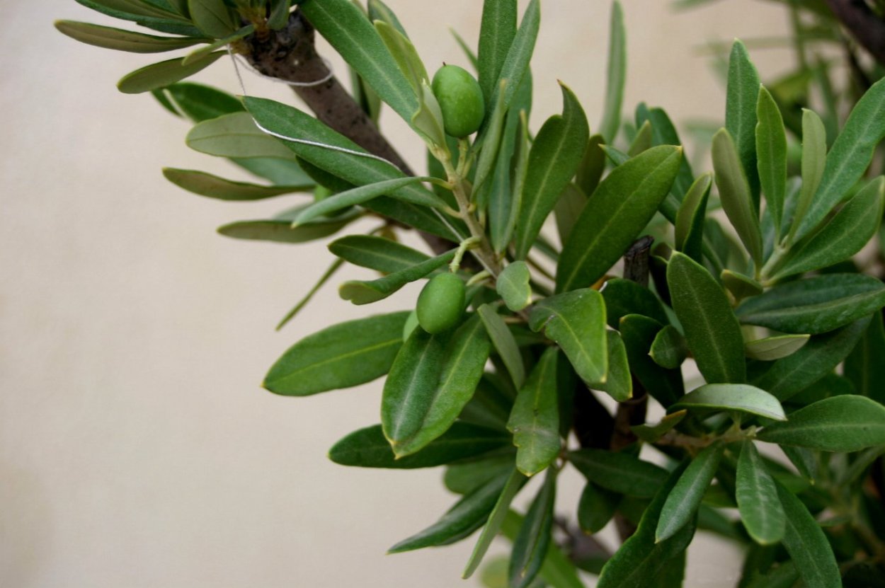 Олива Olea europaea (60)