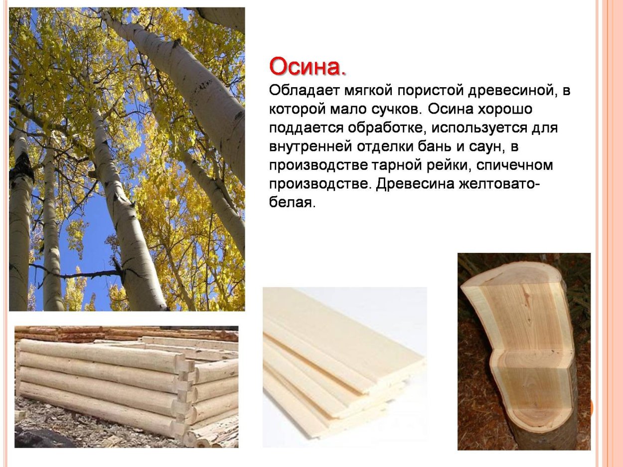 Древесина из осины