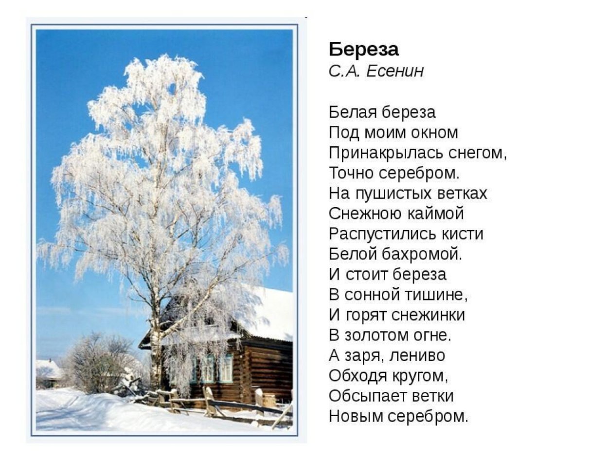 Стихотворение Сергея Есенина береза