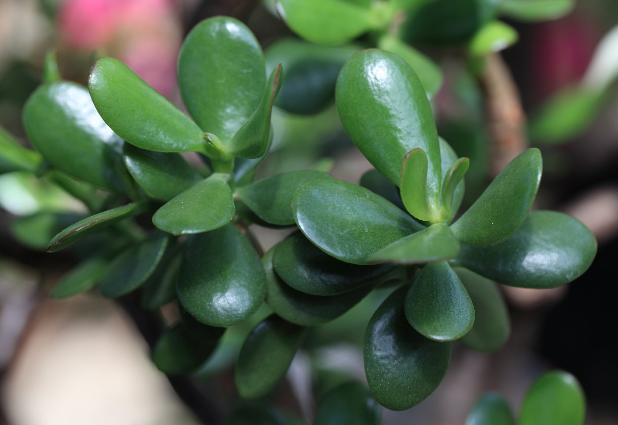 Crassula spathulata толстянка