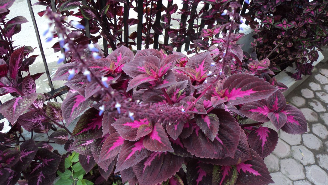 Колеус Coleus Crimson Ruffles