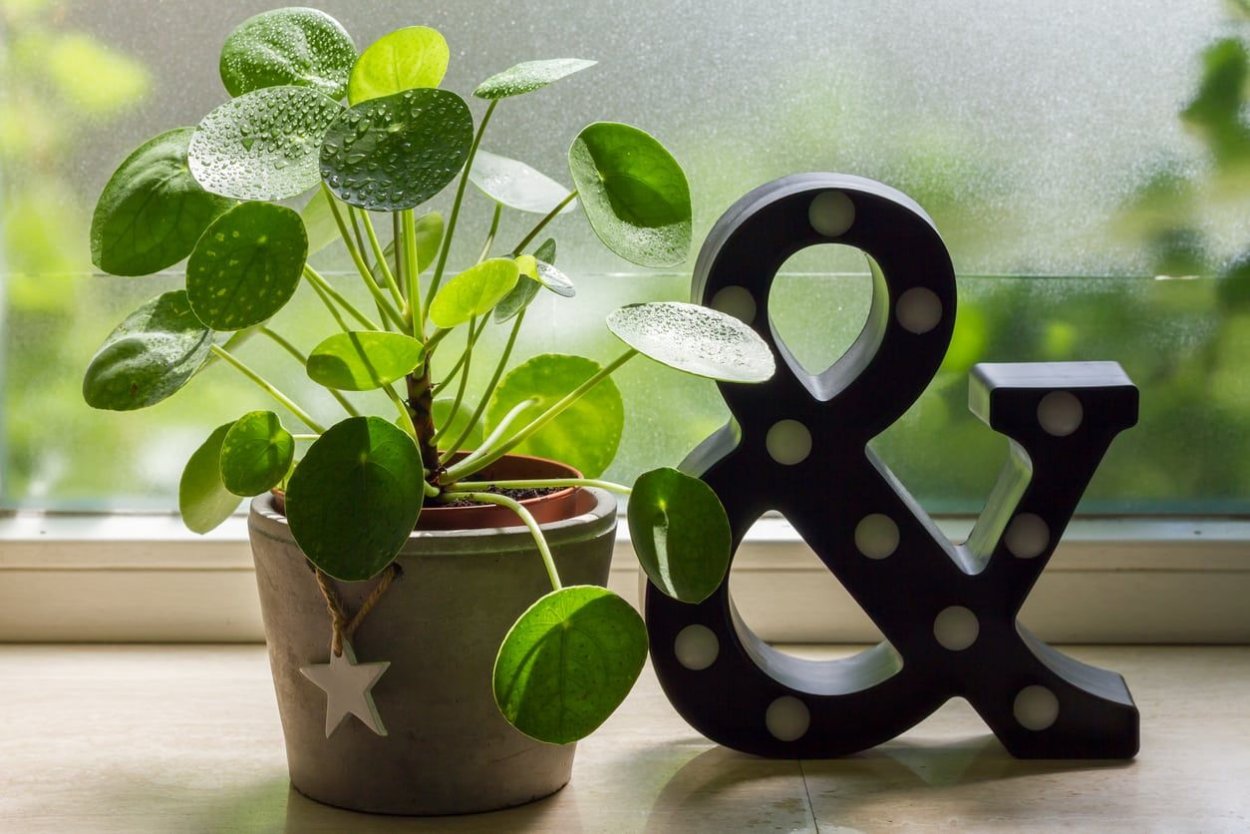 Money Plant