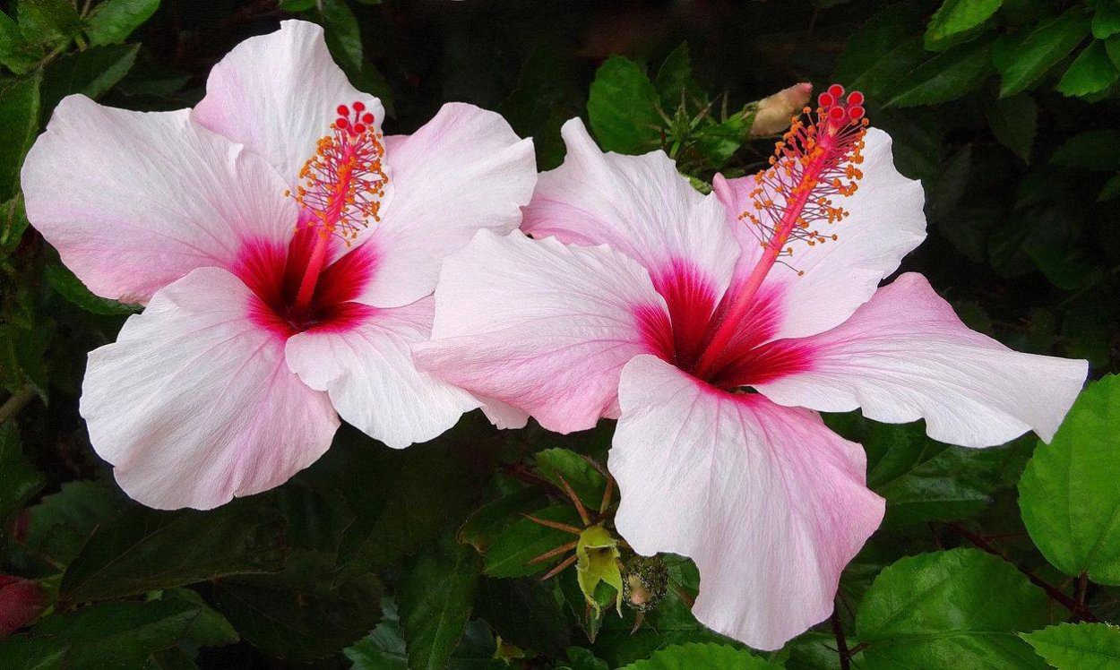 Гибискус (Hibiscus).