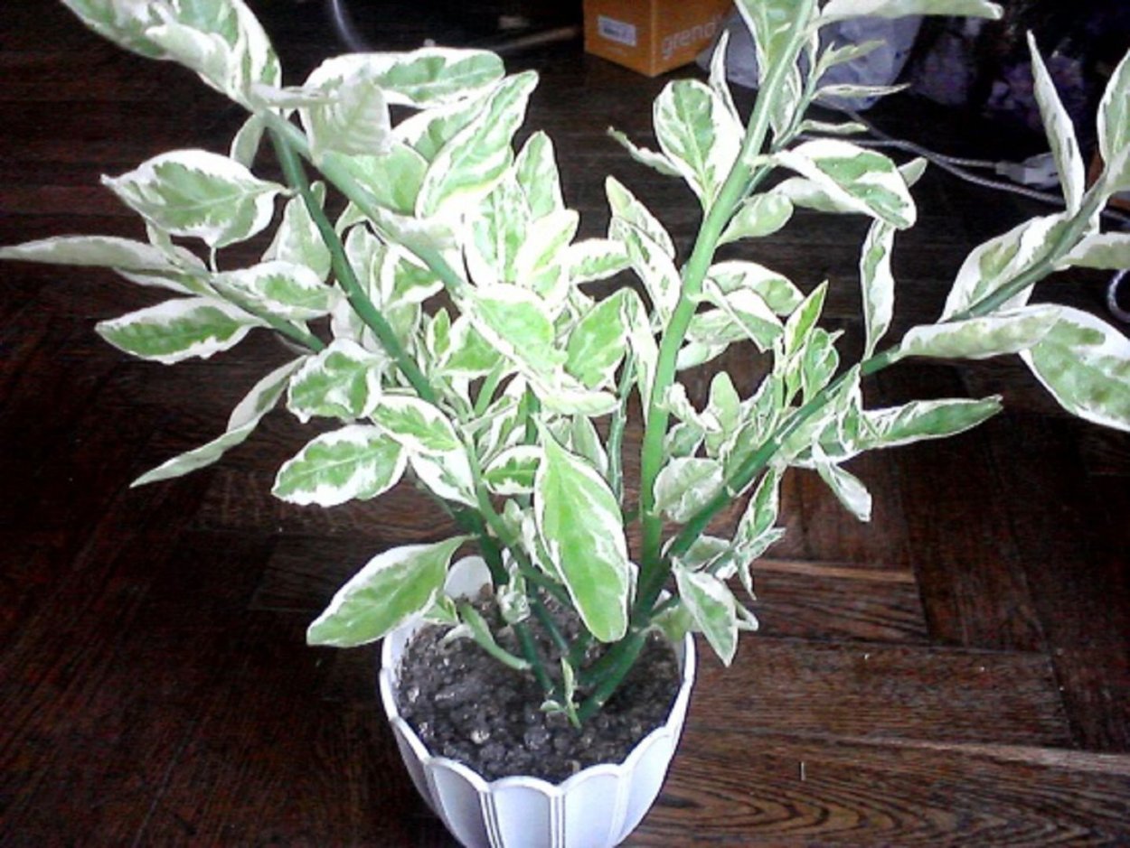 Домашнее растение с бело зелеными листьями