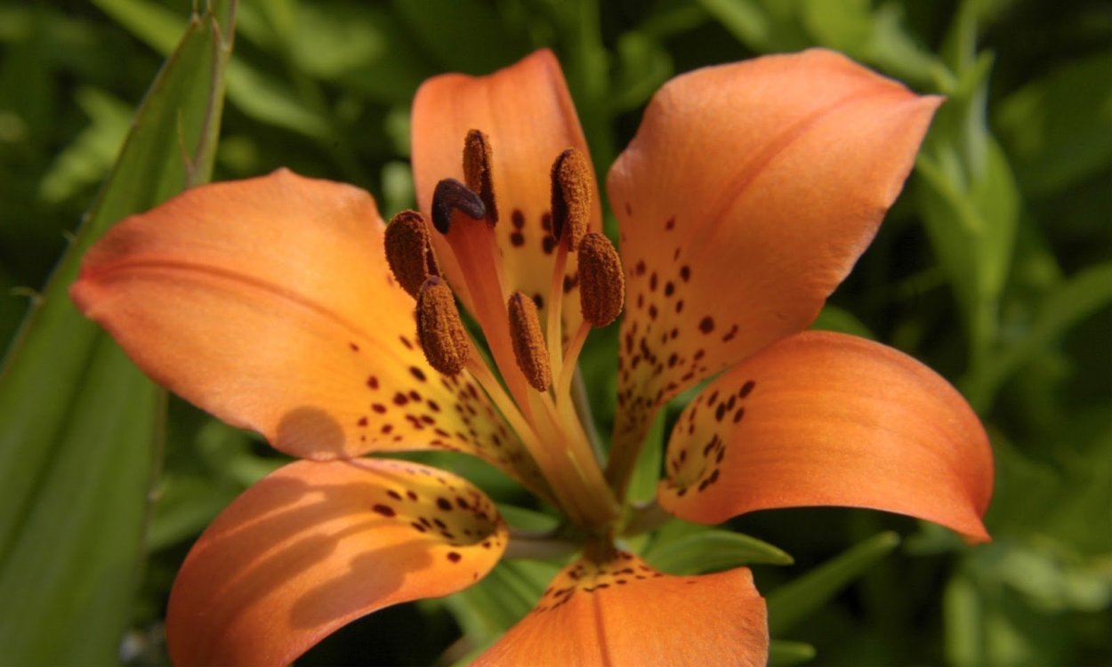 Lilium philadelphicum