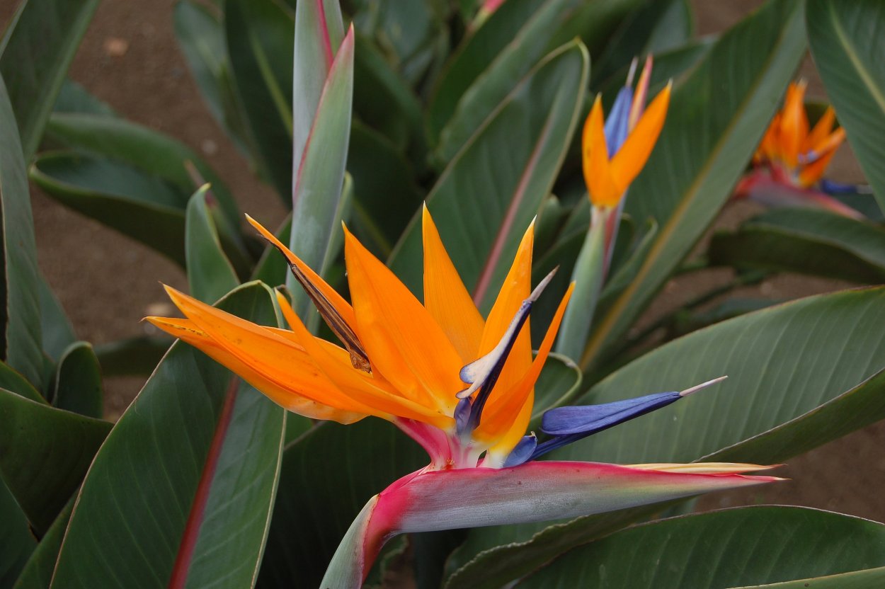 Strelitzia Reginae