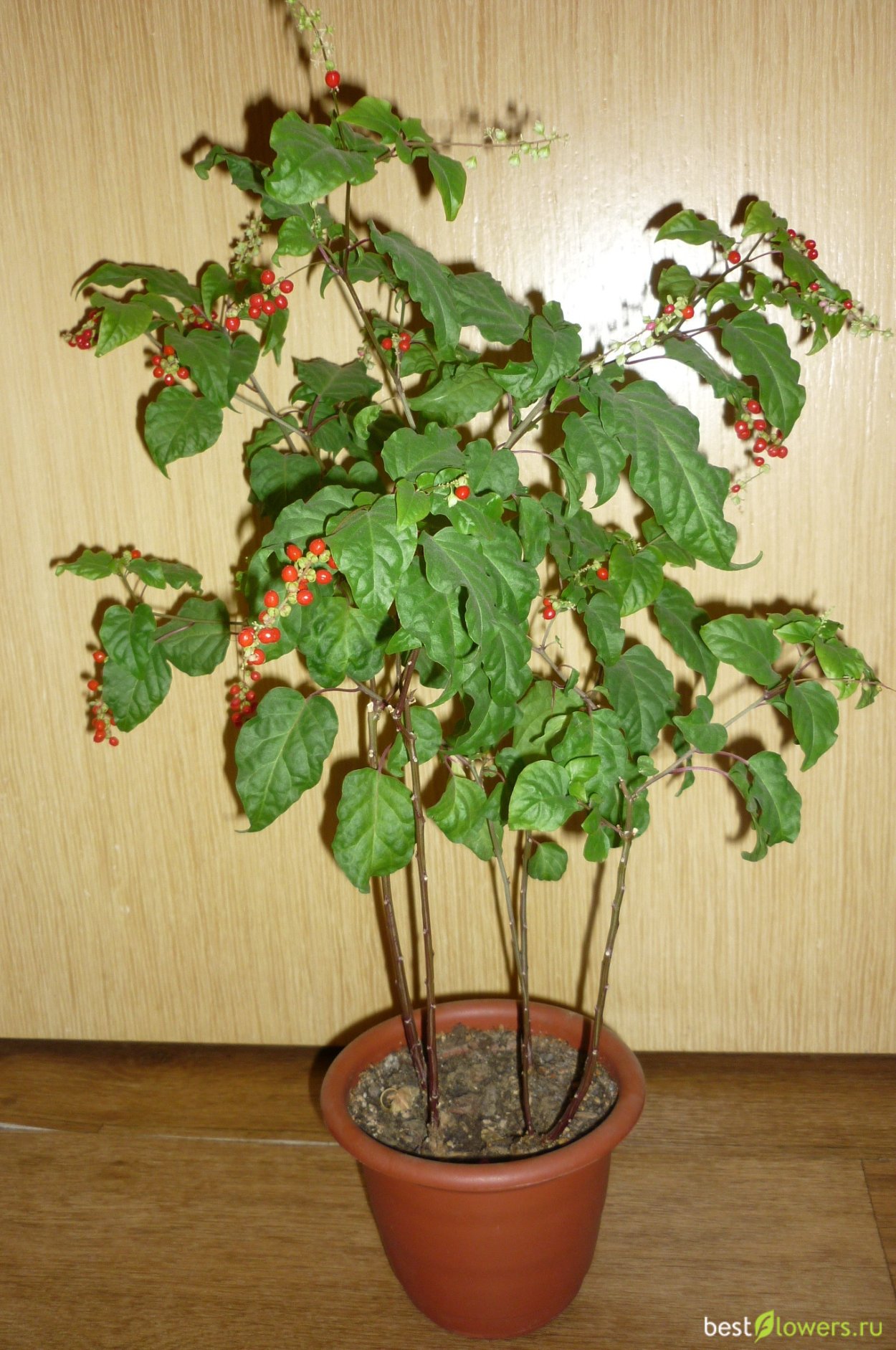 Ривина красная