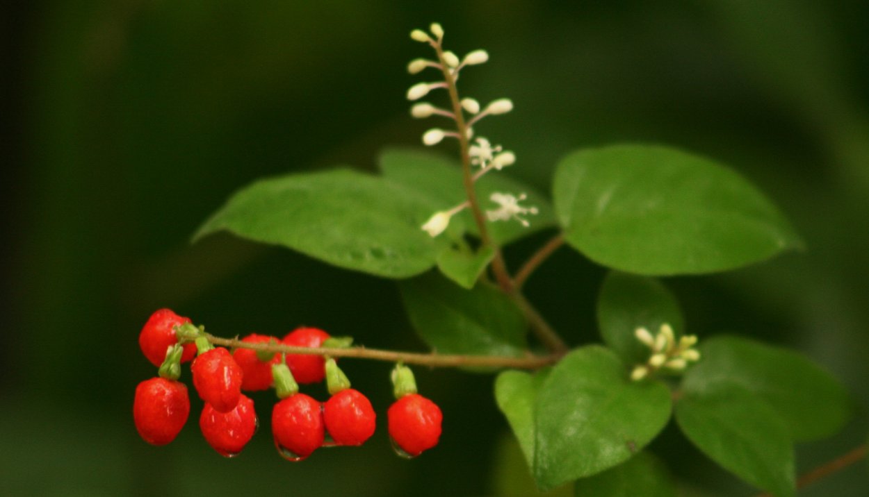 Rivina humilis