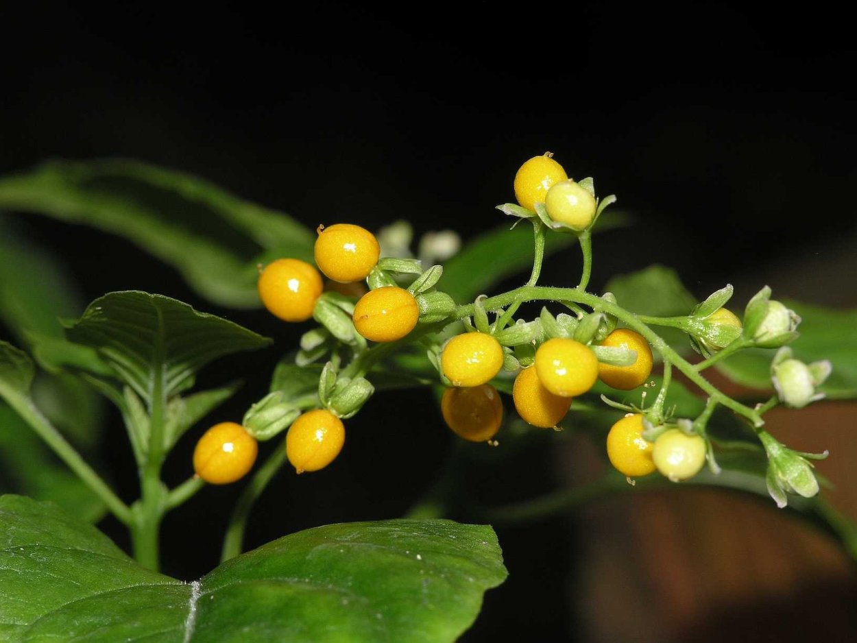 Rivina humilis