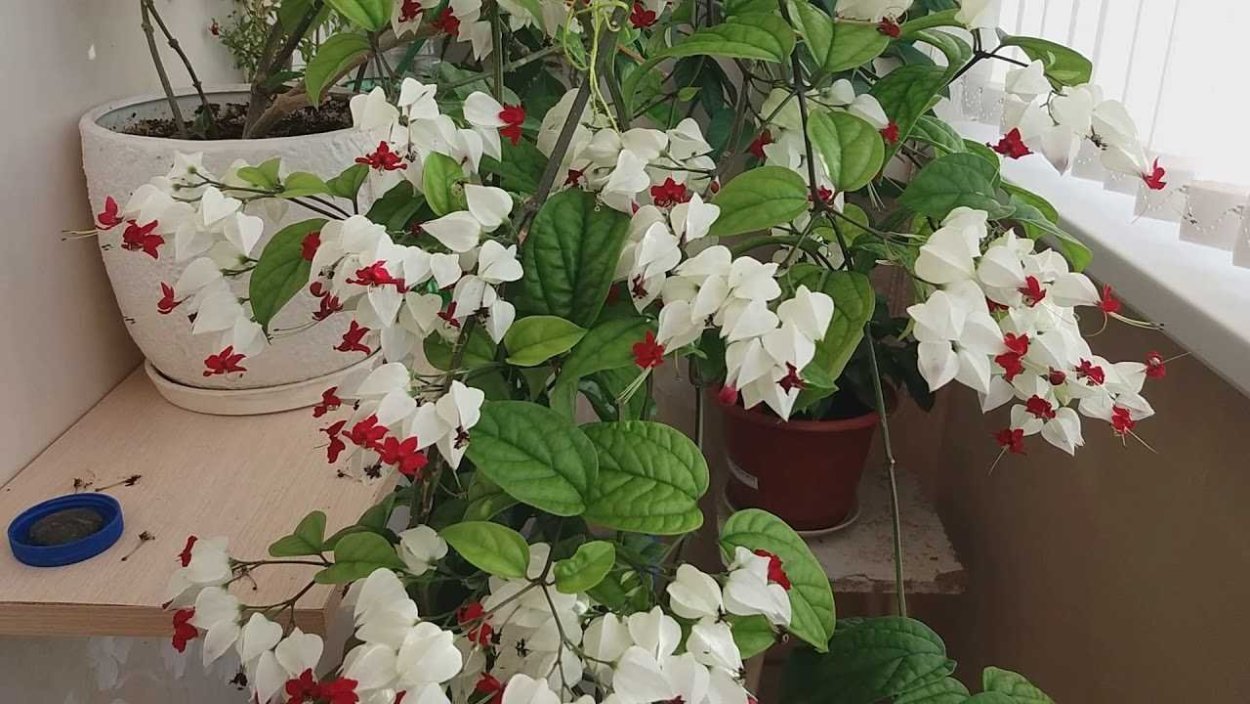 Клеродендрум ампельный