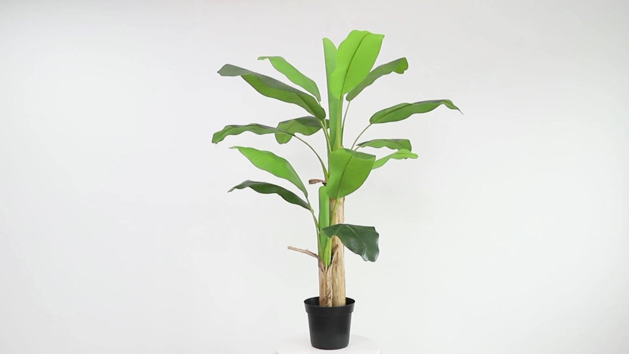 Банановое дерево комнатное растение