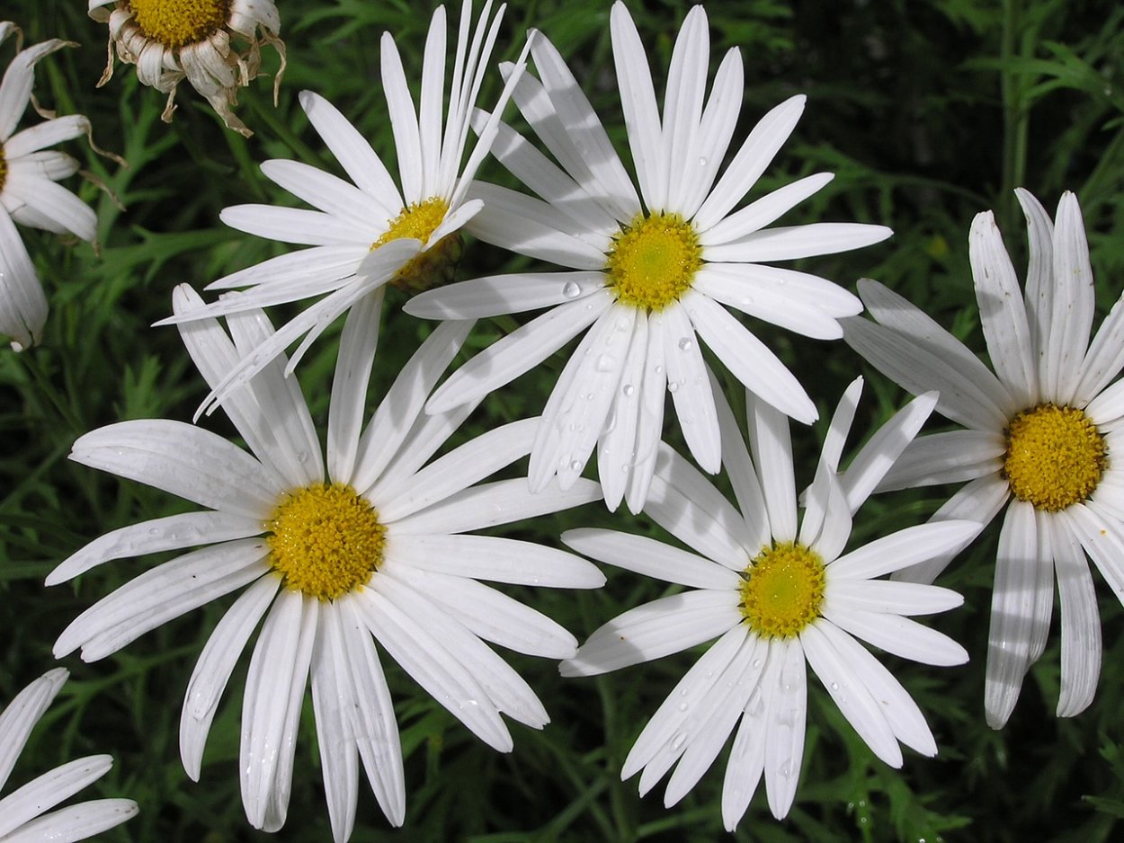 Daisy Уайт